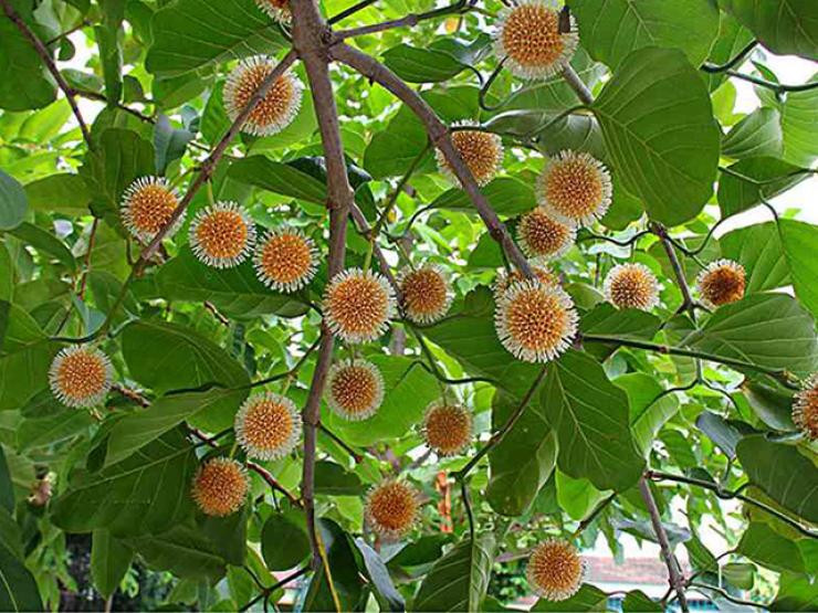 Nhưng nay, đặc sản nổi tiếng ở Ninh Bình và các tỉnh miền Tây được bán trên mạng với giá 100.000 - 120.000 đồng/kg, hàng có đến đâu khách đặt hết đến đó. Ảnh: Facebook