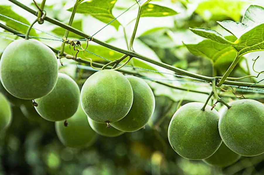 Trước đây, cây la hán mọc hoang quanh hàng rào, sau đó được người dân đem về trồng vì mang lại giá trị kinh tế. Ảnh: Facebook