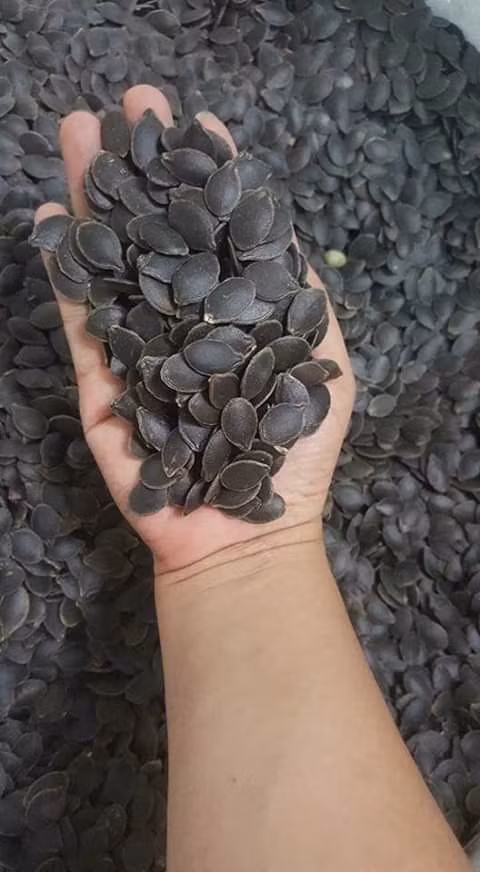 Trên thị trường, hạt bí mèo đen được bán 2 loại là hạt sống và hạt đã rang chín. Loại hạt rang sẵn giá khoảng từ 200.000 - 300.000 đồng/kg. Ảnh: Facebook