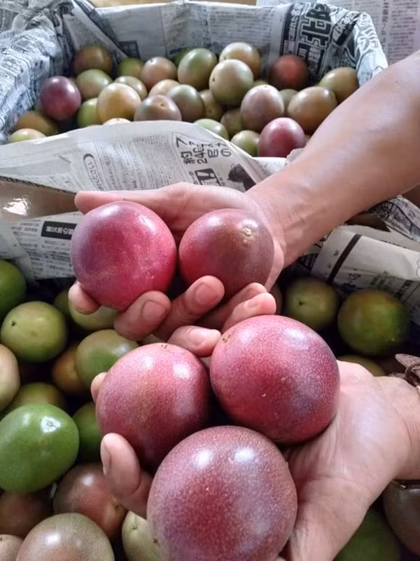 Khoảng chục năm gần đây, chanh leo trở thành loại quả giải nhiệt được ưa chuộng ở Việt Nam. Mùa hè đến, chanh leo lại được người dân thành phố lùng mua. Ảnh: Facebook