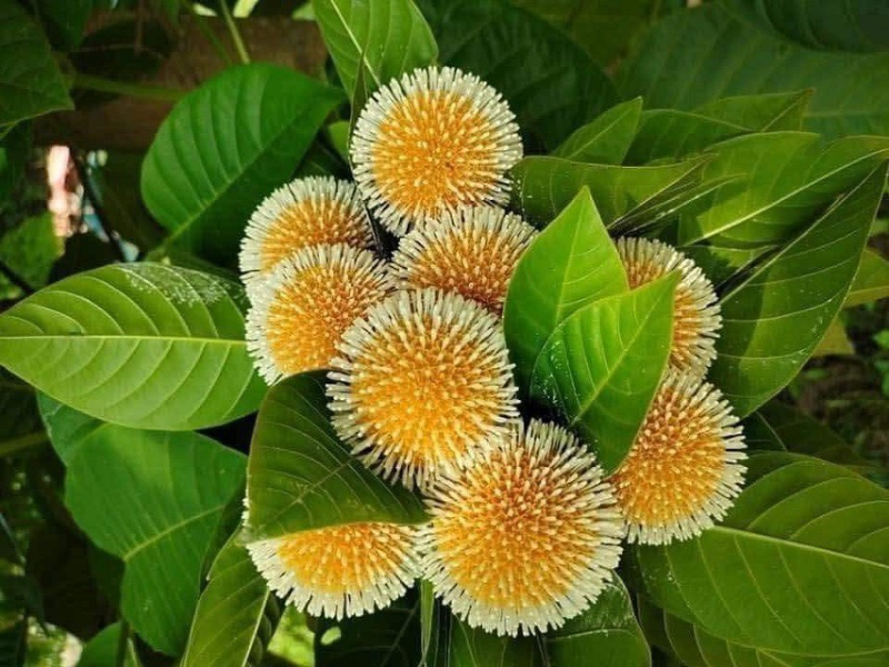 Ngày xưa, trái gáo chỉ mọc dại ở các khe suối, trồng tại hàng rào và rất ít người biết. Ảnh: Facebook