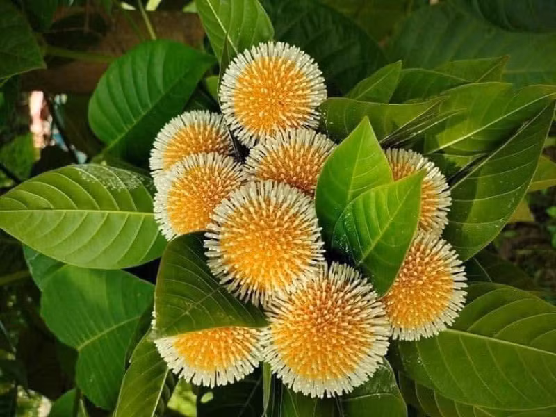 Ngày xưa, trái gáo chỉ mọc dại ở các khe suối, trồng tại hàng rào và rất ít người biết. Ảnh: Facebook