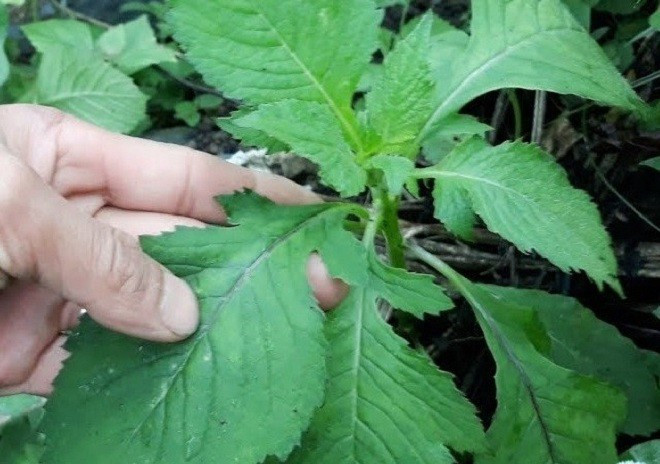 Trước kia, đây là loại rau cứu đói trong thời chiến hoặc có thể làm thuôc chữa bệnh. Thế nhưng, ngày nay loại rau cỏ dại này khá đắt đỏ, hơn 50.000 đồng/kg. Ảnh: Internet