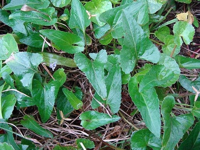 Trước đây, rau cải rừng ít ai ngó tới, thường bị nhổ vứt đi. Sau này, rau cải rừng được bà con hái phần non đem xà, luộc, nấu canh hoặc ăn như một loại rau sống. Ảnh: Facebook