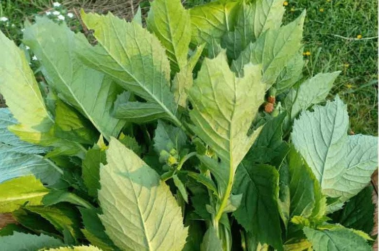 Nếu phơi khô làm thuốc, giá sẽ cao gấp 4 lần, khoảng 200.000 dồng/kg. Ảnh: Internet