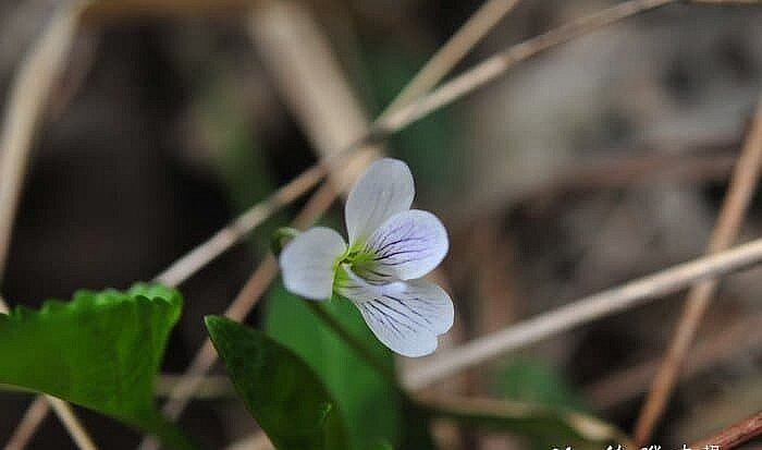 Ngày nay, loài rau mọc dại này trở thành đặc sản hiếm nên giá tới 90.000 đồng/kg nhưng vẫn hút khách đặt mua. Ảnh: Facebook