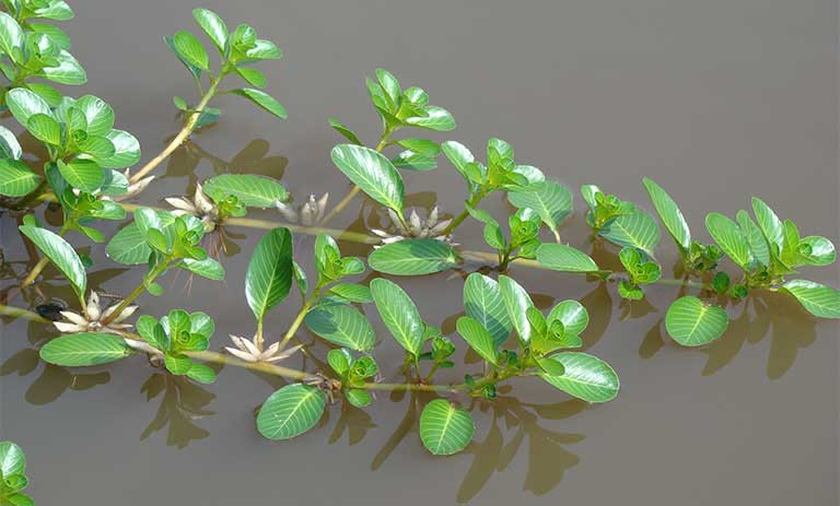 Trên chợ mạng và các cửa hàng rau sạch, rau dừa giá tới 120.000 đồng/kg. Ảnh: Internet