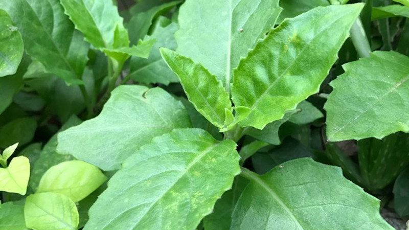 Xưa kia, bầu đất (hay còn gọi kim thất, thiên hắc địa hồng) là loại rau dại mọc trong vườn, ven rừng ven suối không mấy ai để ý. Thế nhưng, nay bầu đất được nhiều người sành ăn lùng mua. Ảnh: Internet