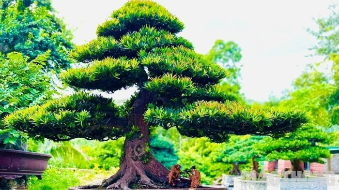 Một cây tùng khác giá được định giá gần 1,7 tỷ đồng. Ảnh: Baogiaothong