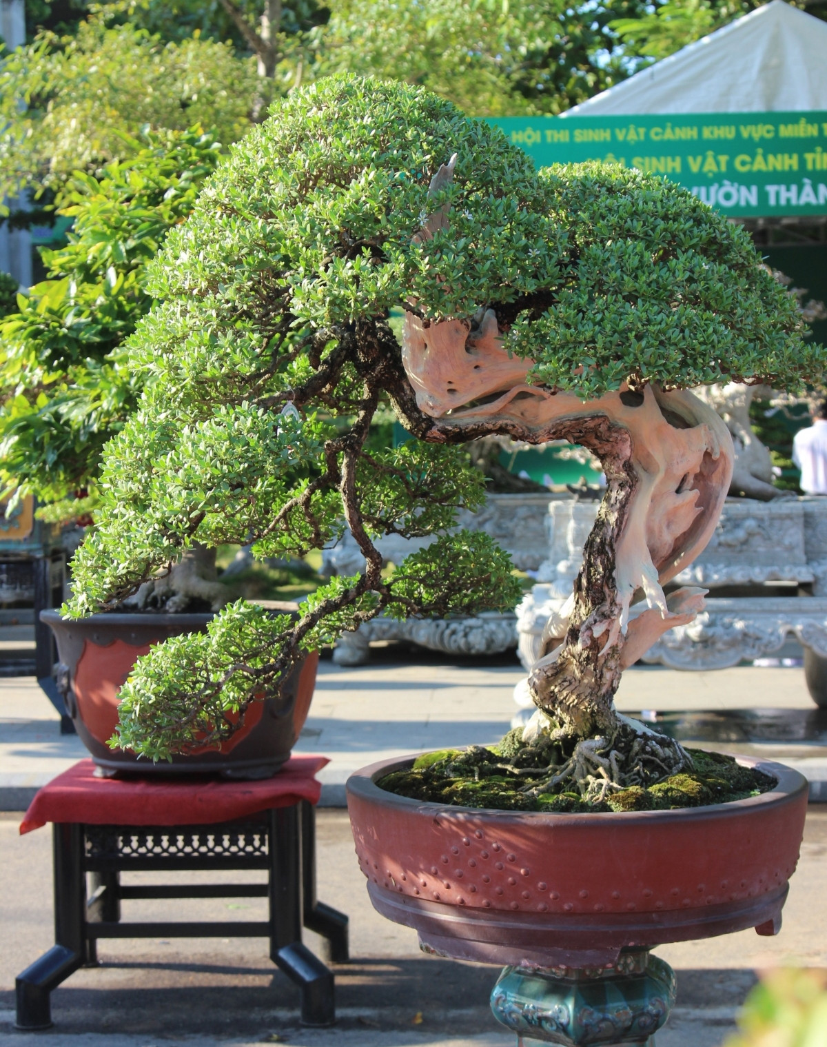 Để có được những kiệt tác bonsai này, các nghệ nhân phải kỳ công chăm sóc, tạo dáng hàng chục năm. Ảnh: VOV