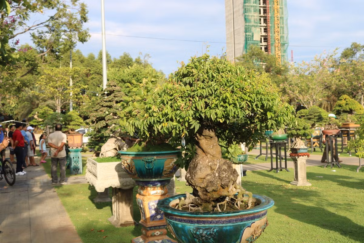 Ước tính có khoảng 1.300 tác phẩm cây cảnh và bonsai dự thi, trưng bày. Ảnh: Plo