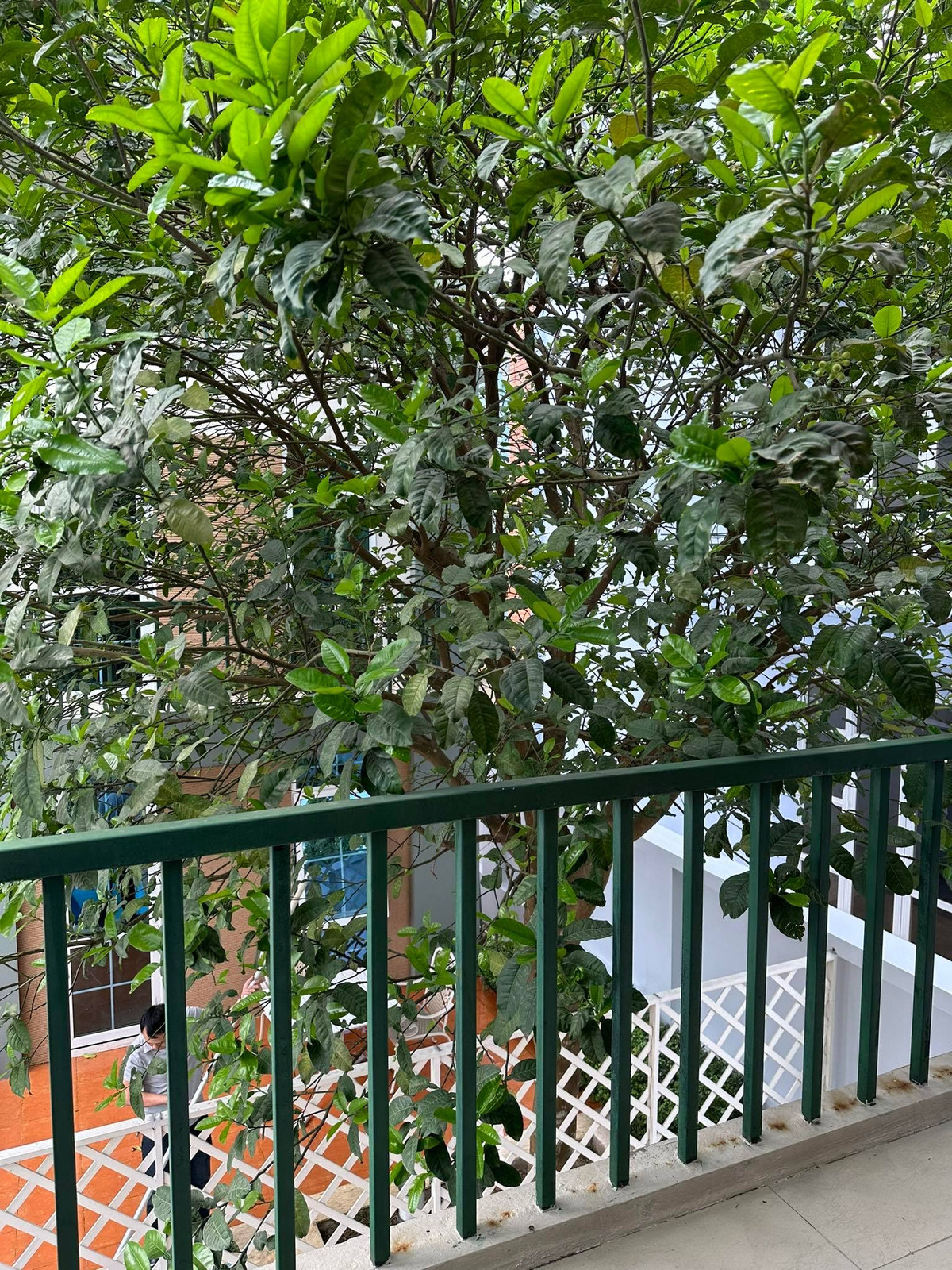 Không gian thoáng mát với nhiều cây xanh. Ảnh: Dân Việt