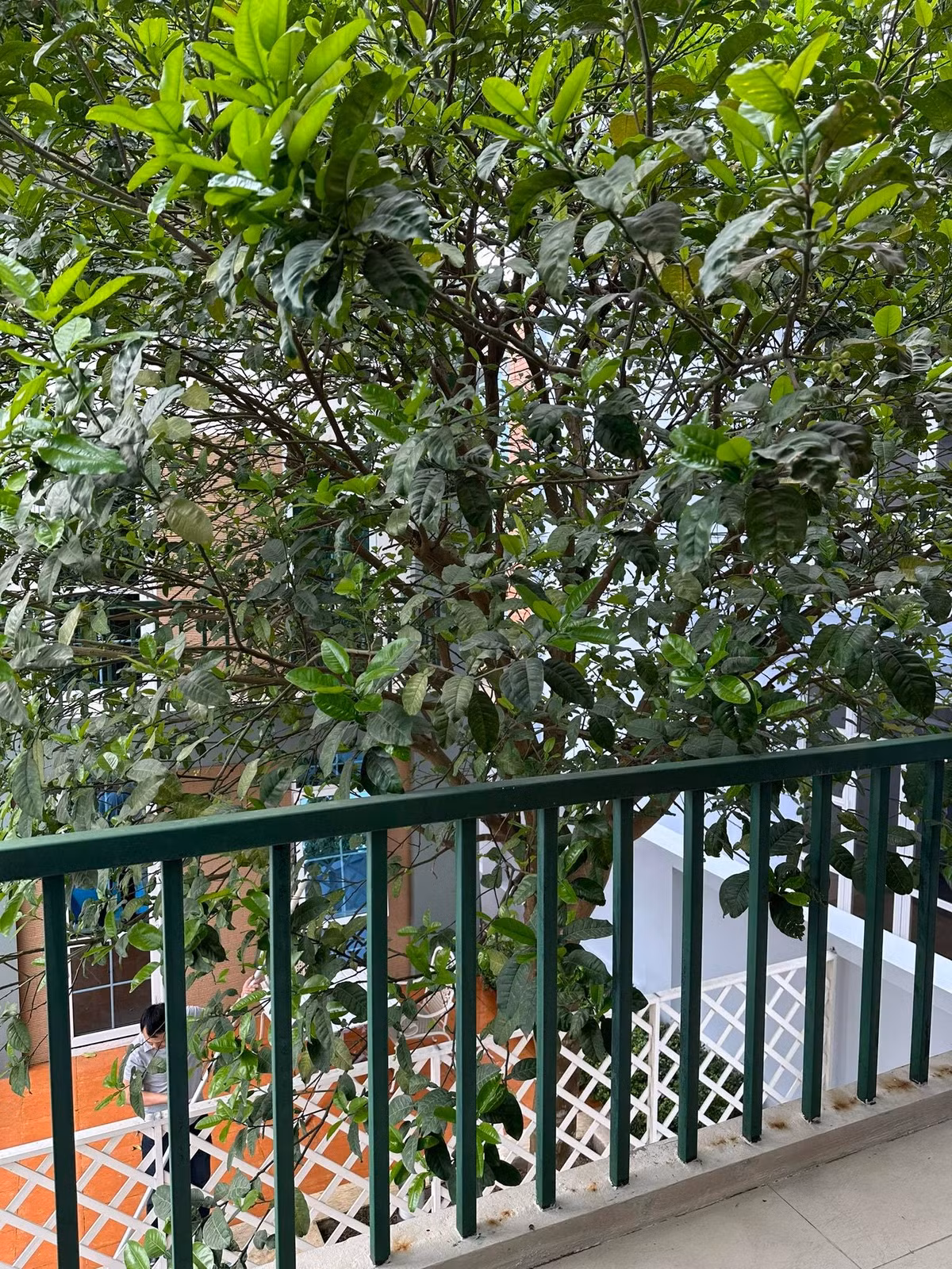 Không gian thoáng mát với nhiều cây xanh. Ảnh: Dân Việt