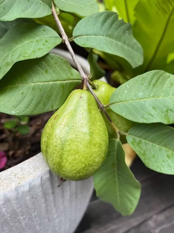 Ngoài xoài, trong biệt thự của Tăng Thanh Hà còn trồng nhiều loại cây ăn quả khác như quất, cóc, ổi...