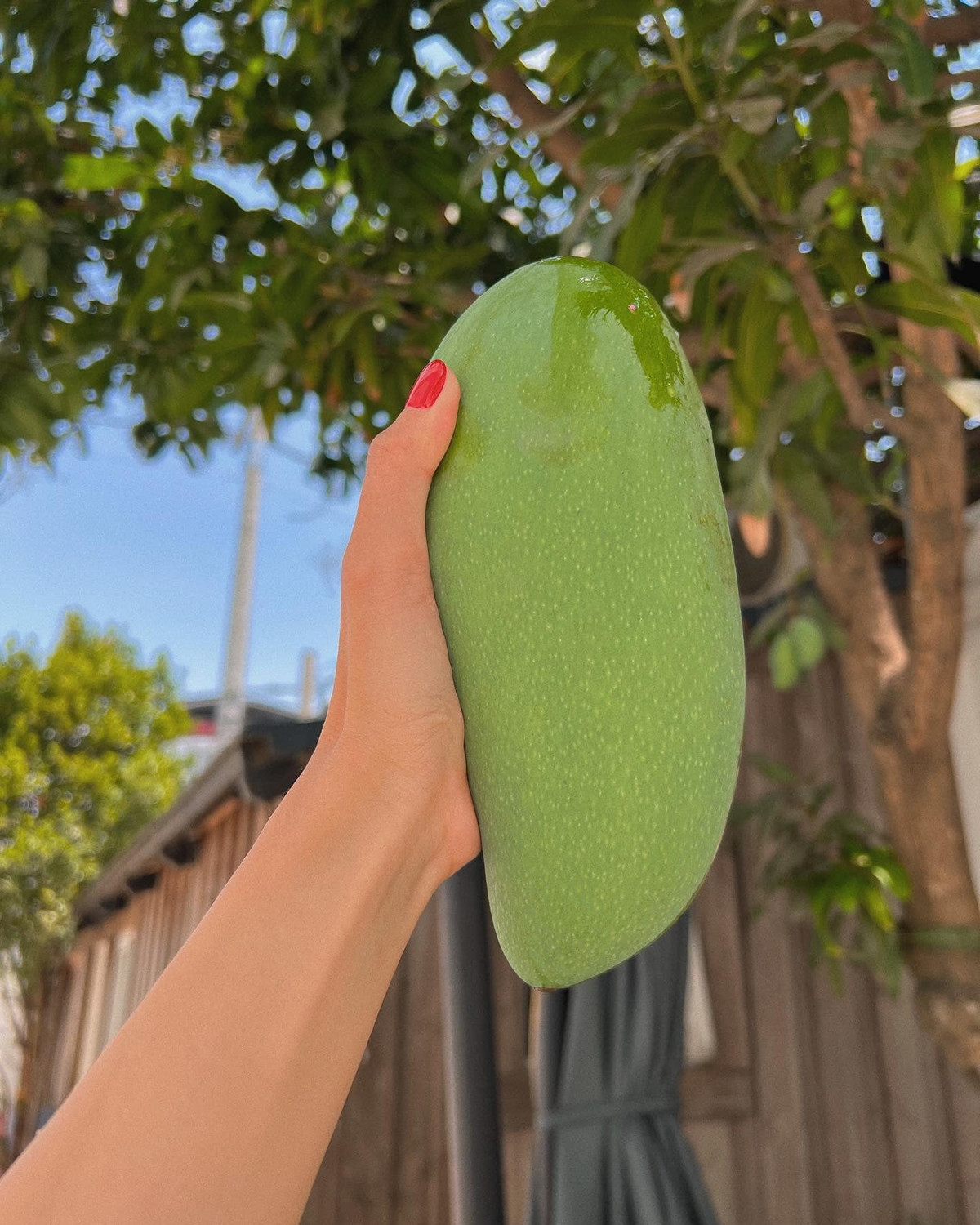 Trái xoài có màu xanh đẹp mắt, nhìn thôi cũng thấy ngon miệng.