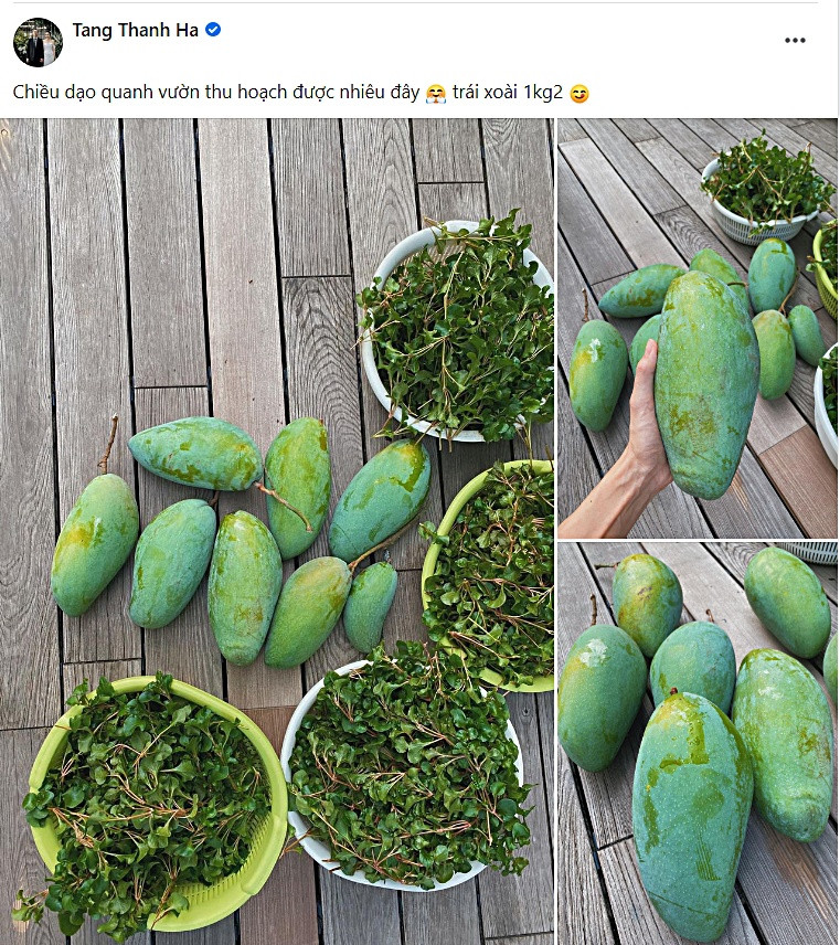 Người đẹp thực sự vui khi mỗi trái xoài nặng khoảng 1,2 - 1,5kg.
