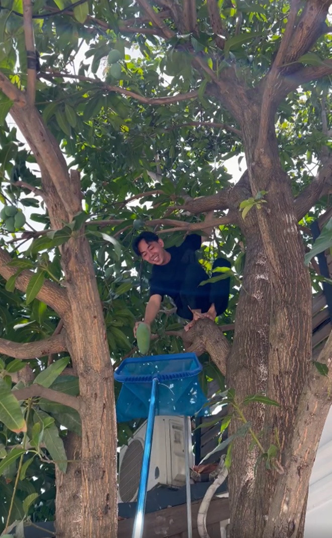 Tăng Thanh Hà còn thích thú khi chia sẻ cảnh mọi người trèo lên cây cao hái quả và dùng chiếc vợt để lấy xoài xuống.