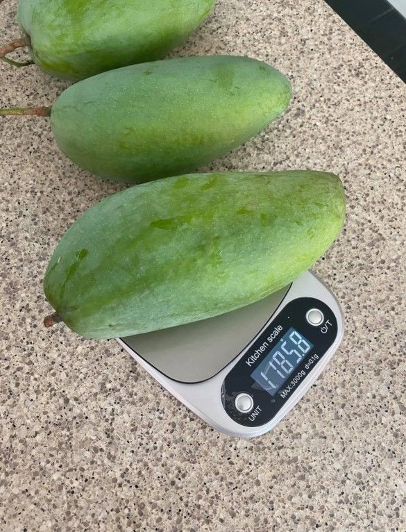 Trước đây, có lần Hà Tăng từng khiến khán giả trầm trồ khi trái xoài vườn nhà nặng tới hơn 1 kg.