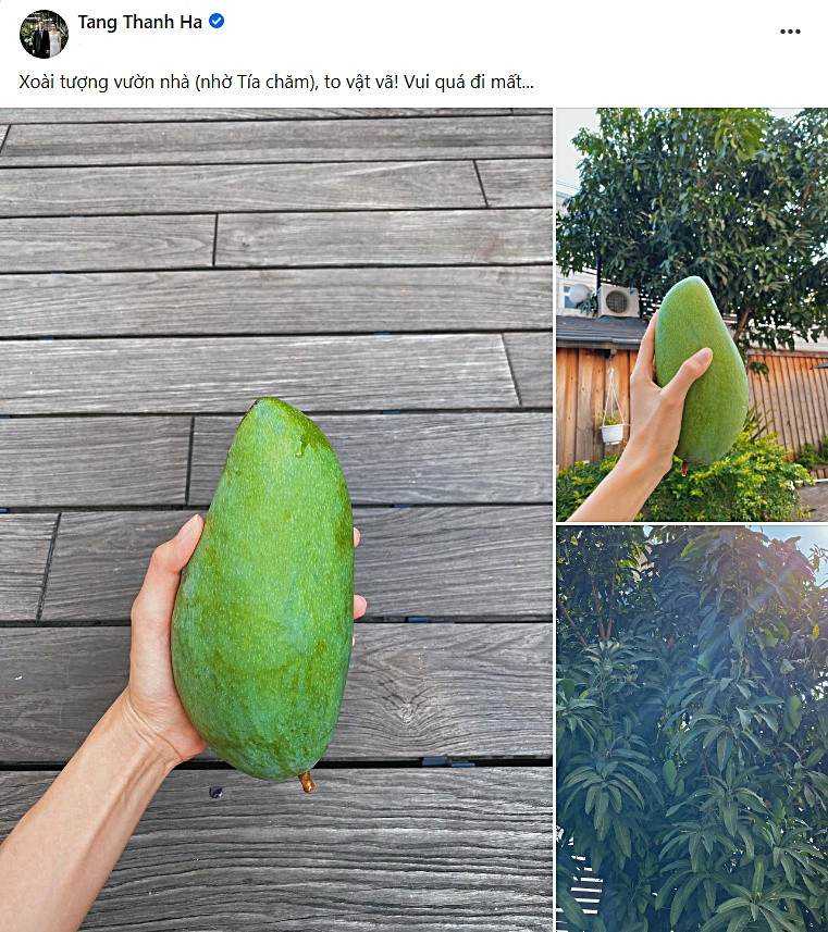 Trái xoài tượng to vật vã.