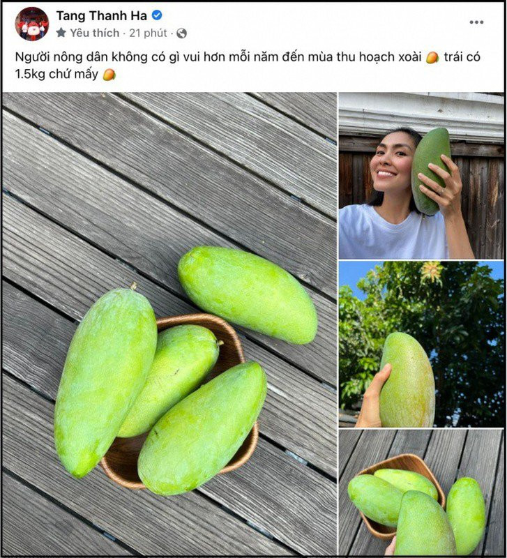 Tăng Thanh Hà tự nhận là "người nông dân" với niềm vui thu hoạch xoài.