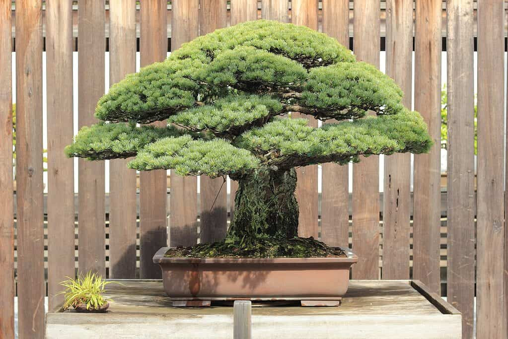 Cây thông trắng Nhật Bản 'Miyajima' từng được bán với giá 1,3 triệu USD tại Hội nghị Bonsai Quốc tế 2011, phá vỡ mọi kỷ lục trước đó. Ảnh: A-z-animals