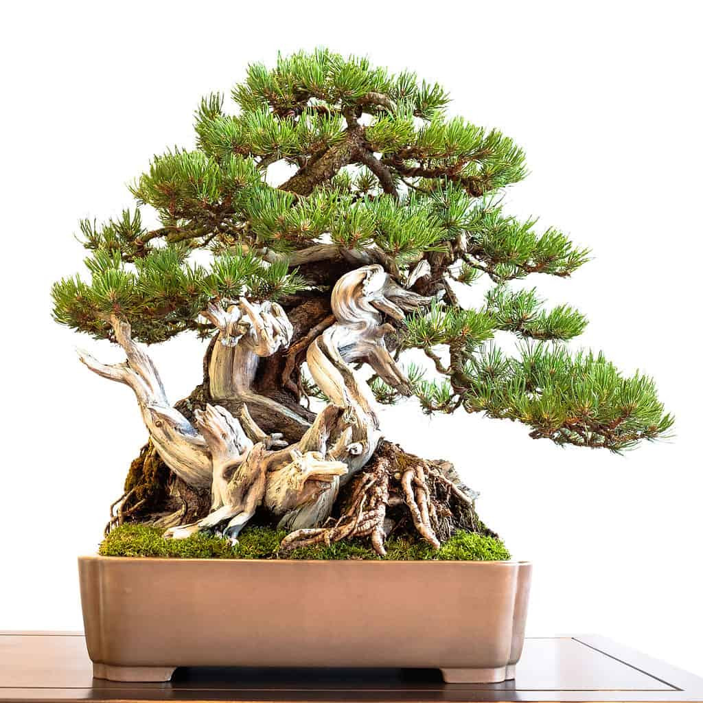 Tại Bảo tàng Bonsai Shunkaen ở Tokyo, bậc thầy Kunio Kobayashi tự hào trưng bày một cây thông cổ thụ màu trắng đã hơn 800 năm tuổi. Ảnh: A-z-animals