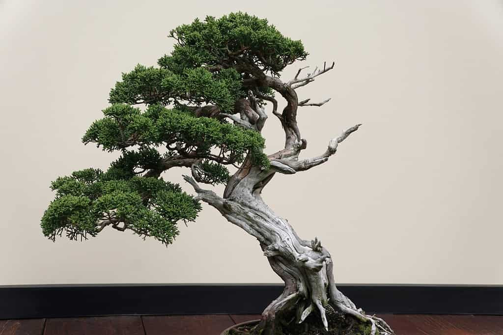 Cây bách xù Sargent được bán 350.000 USD trong một cuộc đấu giá trong triển lãm Taikan-ten Bonsai ở Kyoto, một trong những lễ hội cây cảnh lớn nhất trên toàn thế giới. Ảnh: A-z-animals