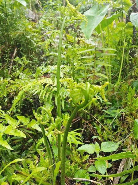 Rau dớn vốn là một loại rau dại mọc ven bờ suối. Khi cơn mưa giao mùa xuất hiện, rau dớn chen nhau mọc lên tươi tốt, đâm chồi nẩy lộc. Ảnh: Vietnamnet