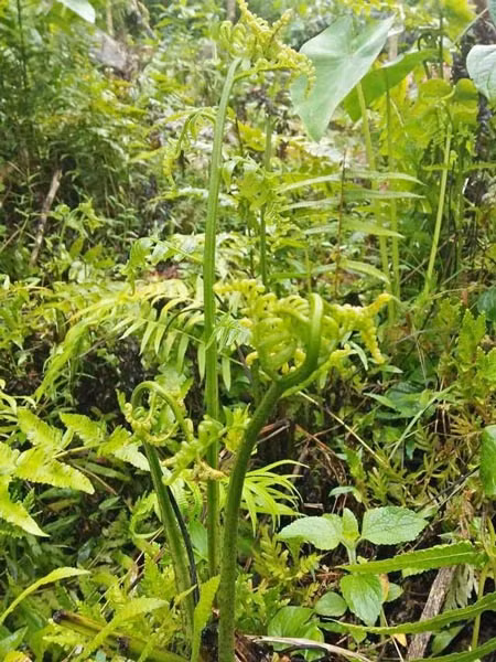 Rau dớn vốn là một loại rau dại mọc ven bờ suối. Khi cơn mưa giao mùa xuất hiện, rau dớn chen nhau mọc lên tươi tốt, đâm chồi nẩy lộc. Ảnh: Vietnamnet