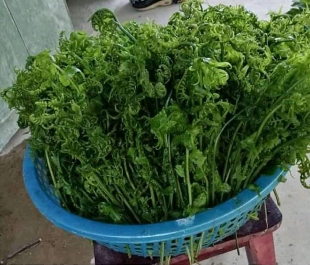 Trước đây, rau dớn chỉ xuất hiện trên mâm cơm của người Cơ Tu, H’mông... Giờ đây, rau dớn băng rừng xuống Thủ đô được bán với giá cao ngất ngưởng khoảng 200.000 đồng/kg. Ảnh: Facebook