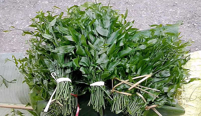  Rau sắng (hay ngót rừng) thường mọc trên những vách đá của vùng núi cao phía Bắc. Người dân thường dùng để nấu canh, luộc hoặc xào... Ảnh: Hanoimoi