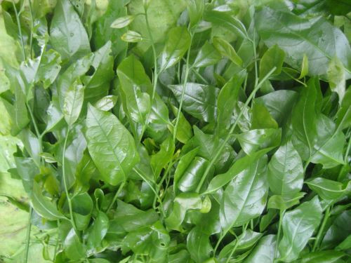 Đặc biệt, rau sắng chùa Hương nổi tiếng có khi còn lên tới hàng triệu đồng một ký. Ảnh: BigGreen