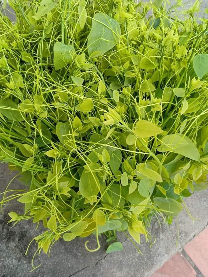 Rau bò khai thường mọc trên núi cao, lá xanh tươi, hình tròn, có thể xào cùng thịt bò, thịt gà... rất ngon. Ảnh: Facebook