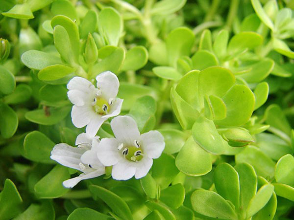 Rau đắng biển phát triển tốt nhất trong môi trường ẩm ướt, gần các kênh mương, suối, vùng cửa sông, đầm lầy... Là rau dại nhưng rau đắng biển độ thơm ngon và cực kỳ tốt cho sức khỏe. Ảnh: Facebook