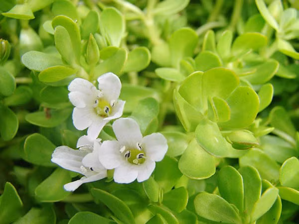 Rau đắng biển phát triển tốt nhất trong môi trường ẩm ướt, gần các kênh mương, suối, vùng cửa sông, đầm lầy... Là rau dại nhưng rau đắng biển độ thơm ngon và cực kỳ tốt cho sức khỏe. Ảnh: Facebook