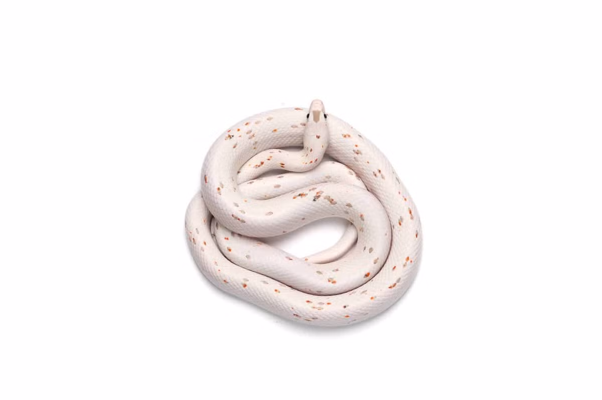 Rắn ngô Palmetto là một dạng rắn ngô hiếm, sở hữu đôi mắt màu trắng hoặc xanh độc đáo. Giới thiệu lần đầu vào năm 2012, rắn ngô Palmetto có giá 4.000 USD/con. Ngày nay, giá trị của chúng đã tăng vọt, với một số biến thể màu sắc nhất định giá lên tới 20.000 USD. Ảnh: Aa-z-animals