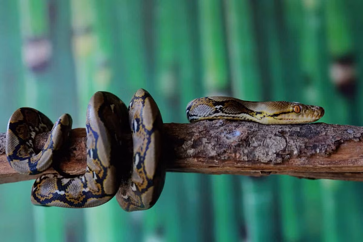 Trăn gấm là một trong những loài rắn nuôi lớn nhất và cũng là một trong những loài đắt nhất thế giới. Loài rắn này thường dài tới hơn 4 mét và màu sắc riêng biệt. Trước đây, mức giá của trăn gấm dao động từ 25.000 USD đến 50.000 USD. Ảnh: Aa-z-animals