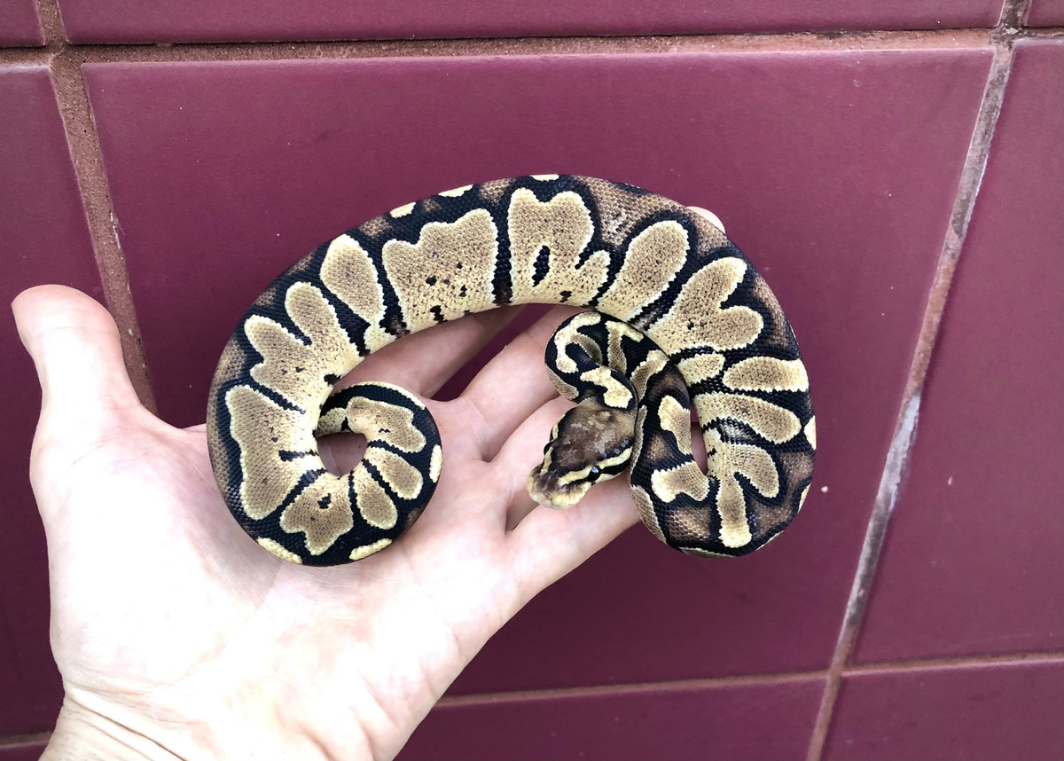 Trăn bóng ngựa vằn có vẻ ngoài đầy mê hoặc nền vàng sáng xen lẫn các họa tiết giống sọc từ nhạt đến nâu sẫm. Sự kết hợp tuyệt vời này khiến chúng được săn đón nhiều trong thế giới rắn cảnh. Mỗi con có giá từ 11.000 đến 15.000 USD. Ảnh: Aa-z-animals