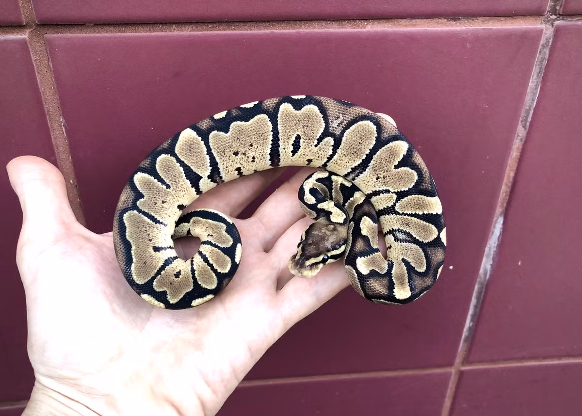 Trăn bóng ngựa vằn có vẻ ngoài đầy mê hoặc nền vàng sáng xen lẫn các họa tiết giống sọc từ nhạt đến nâu sẫm. Sự kết hợp tuyệt vời này khiến chúng được săn đón nhiều trong thế giới rắn cảnh. Mỗi con có giá từ 11.000 đến 15.000 USD. Ảnh: Aa-z-animals