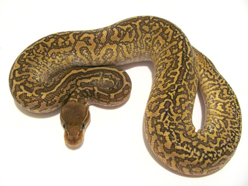 Trăn Monsoon Ball có hàng trăm đốm trang trí trên cơ thể, tạo nên nét thẩm mỹ nổi bật và khác biệt. Với chiều dài lên tới gần 2 mét và có tuổi thọ 20 năm, những con rắn quyến rũ này có thể được bán với giá cao ngất ngưởng từ 10.000 đến 20.000 USD. Ảnh: Aa-z-animals