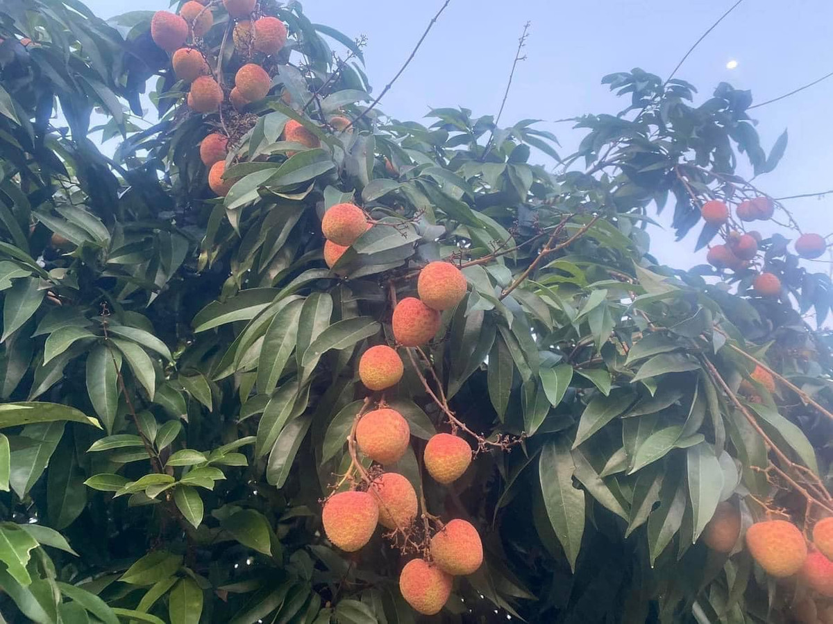 Giá vải cao một phần do phải vận chuyển bằng đường hàng không với cước phí 3 - 4 bảng/kg để đảm bảo độ tươi. Ảnh: Facebook