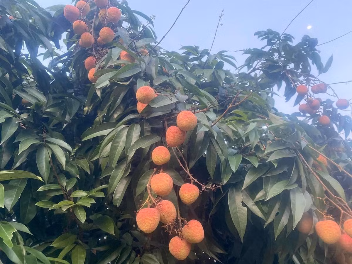 Giá vải cao một phần do phải vận chuyển bằng đường hàng không với cước phí 3 - 4 bảng/kg để đảm bảo độ tươi. Ảnh: Facebook