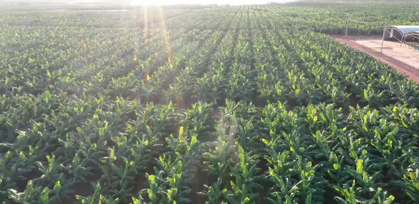 Không chỉ tại Việt Nam, HAGL còn trồng trồng chuối tại Campuchia và Lào. Ảnh chụp màn hình Nông Nghiệp 4 Chấm