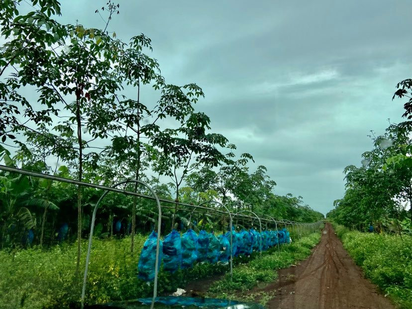 Diện tích chuối được đánh dấu theo lô với số cây cụ thể và thời gian trồng. Đến kỳ thu hoạch, chuối được khai thác cho lên dây chuyền. Ảnh: HAGL