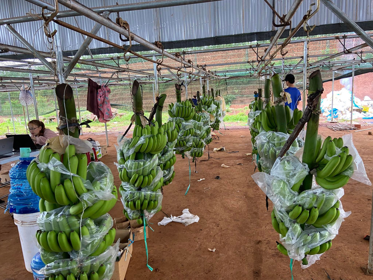 Chuối được trồng với quy mô công nghiệp, cho thu hoạch quanh năm. Ảnh: HAGL