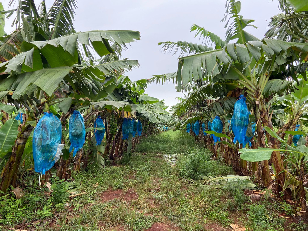 Tính đến cuối năm 2022, diện tích trồng chuối của HAGL đạt 7.000ha. Ảnh: HAGL