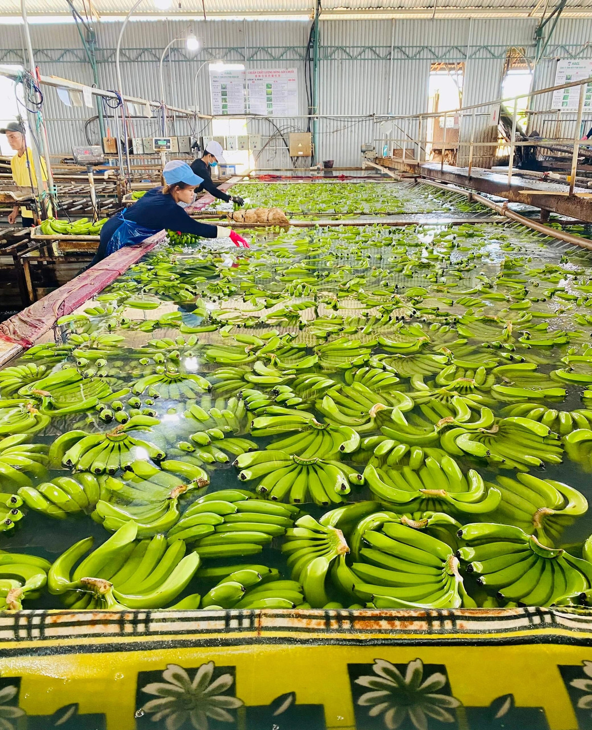 Năm 2020, khi tìm được 2 trụ cột chính trong nông nghiệp là trồng chuối, nuôi heo, Hoàng Anh Gia Lai bắt đầu có lãi trở lại. Bầu Đức cho biết đây là hai ngành mà HAGL có lợi thế rất lớn. Ảnh: HAGL