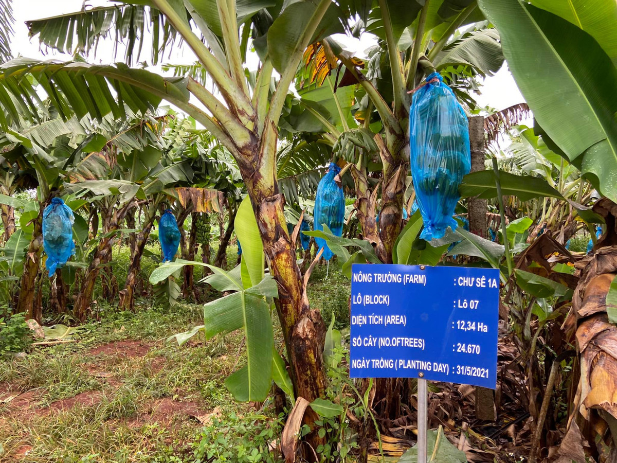 Cây nào cũng sai trĩu quả. Ảnh: HAGL