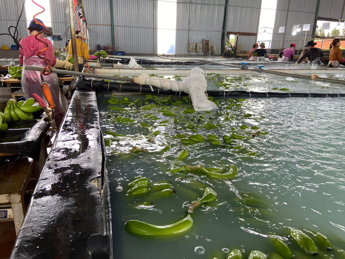 Chuối đưa vào bể ngâm và sửa sạch. Ảnh: HAGL