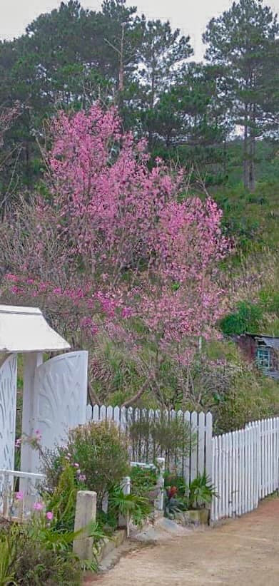 Lý Quí Khánh mất 4 tháng ở Đà Lạt để chuẩn bị mọi thứ cho không gian sống yêu thích của mình.